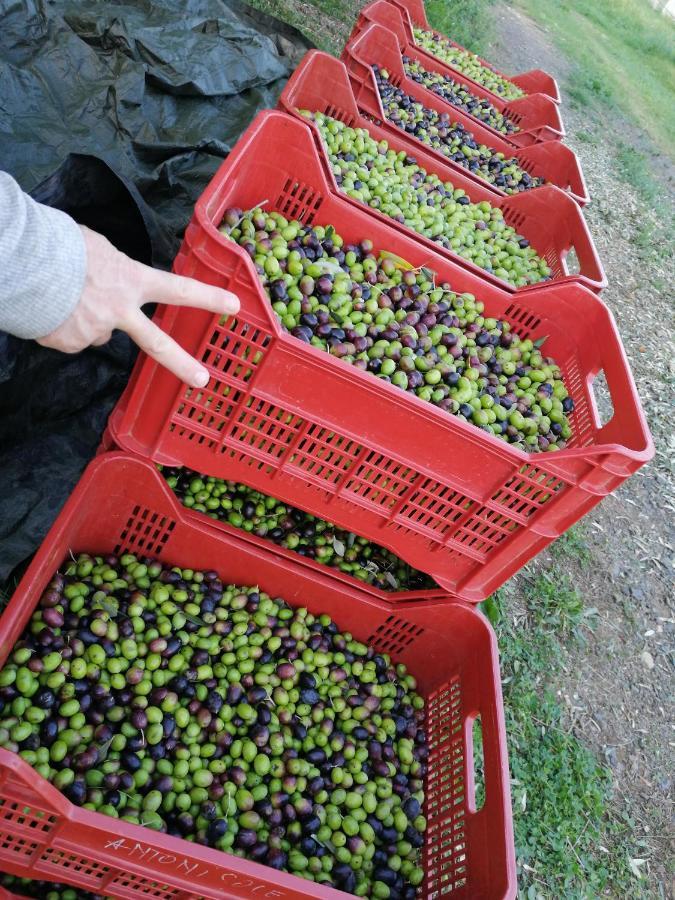 Il Podere Di Sole Roccastrada Eksteriør bilde