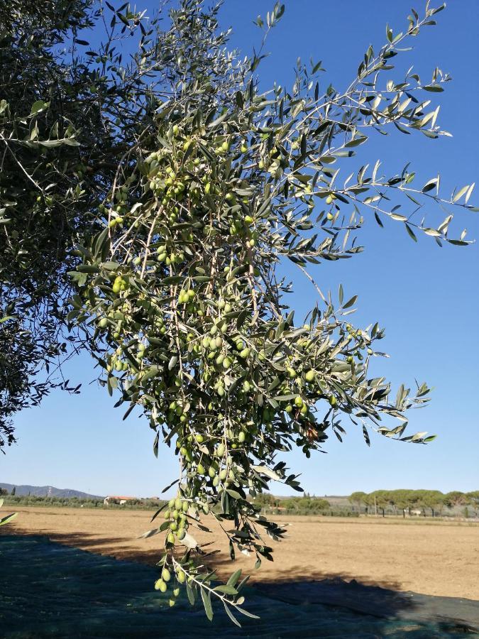 Il Podere Di Sole Roccastrada Eksteriør bilde